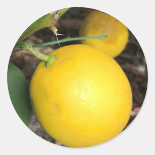 Pegatina Redonda Lemones amarillos