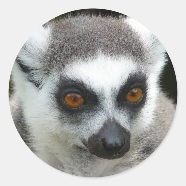 Pegatina Redonda Lemur (Anverso)