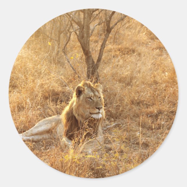 Pegatina Redonda León (Anverso)