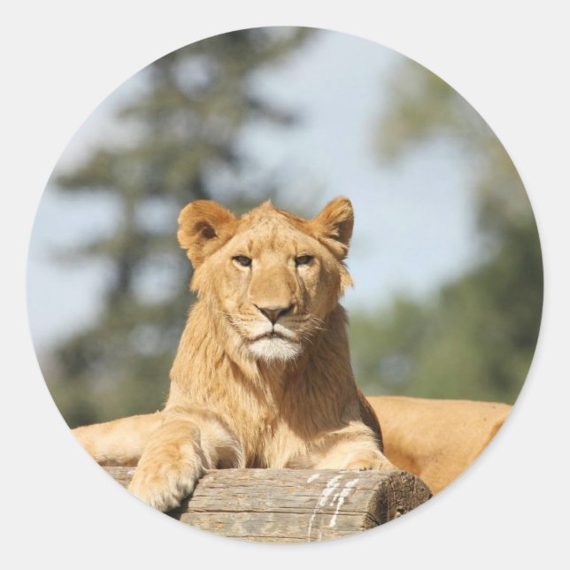 Pegatina Redonda León femenino (Anverso)