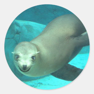 Pegatina Redonda León marino sonriente - Zoológico de Saint Louis