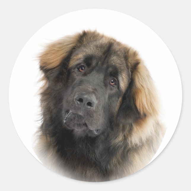 Pegatina Redonda Leonberger (Anverso)
