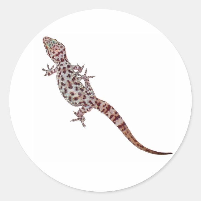 Pegatina Redonda Leopard Gecko (Anverso)