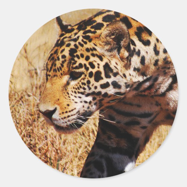 Pegatina Redonda Leopardo (Anverso)