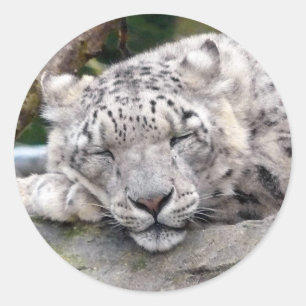 Pegatina Redonda Leopardo de la nieve - ¡hermoso!