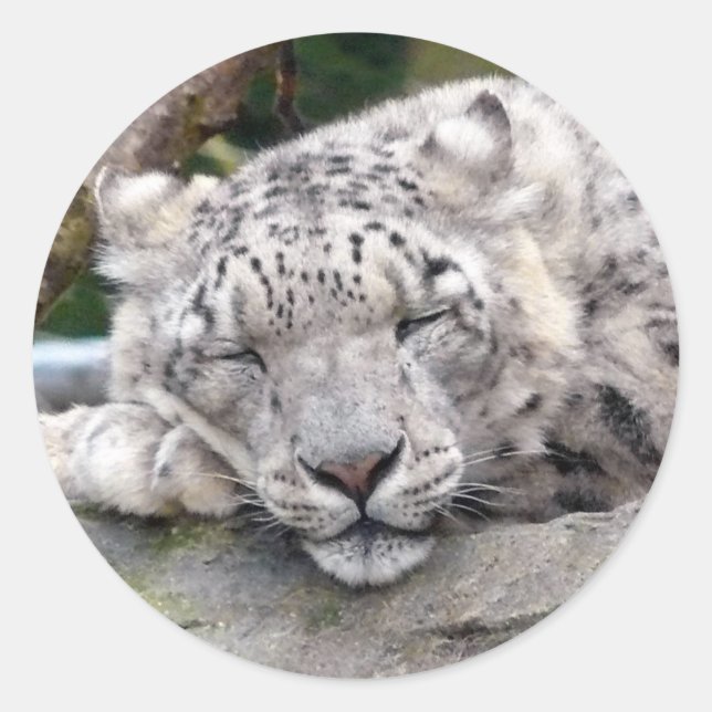 Pegatina Redonda Leopardo de la nieve - ¡hermoso! (Anverso)