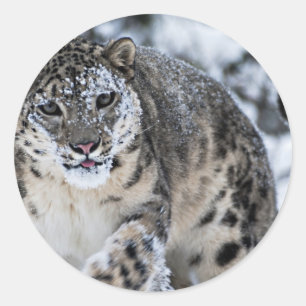 Pegatina Redonda Leopardo de las nieves en el prowl
