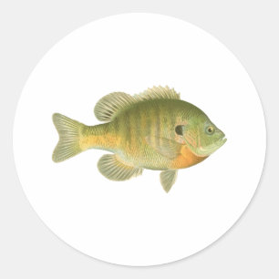 Pegatina Redonda Lepomis macrochirus femenino - brema - Sunfish