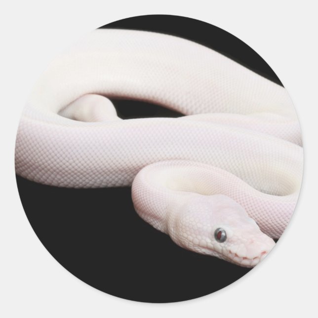 Pegatina Redonda Leucistic Ball Python (Anverso)