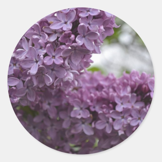Pegatina Redonda Lilac Blossoms (Anverso)