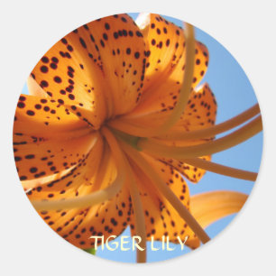 Pegatina Redonda LILIES PEGATINAS Naranja Tiger Lily Flores Regalos
