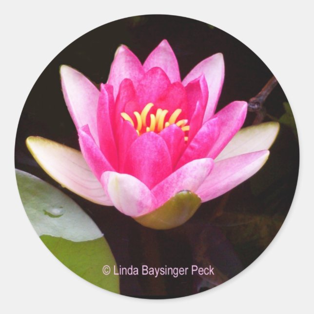 Pegatina Redonda Lilis rosada (Anverso)