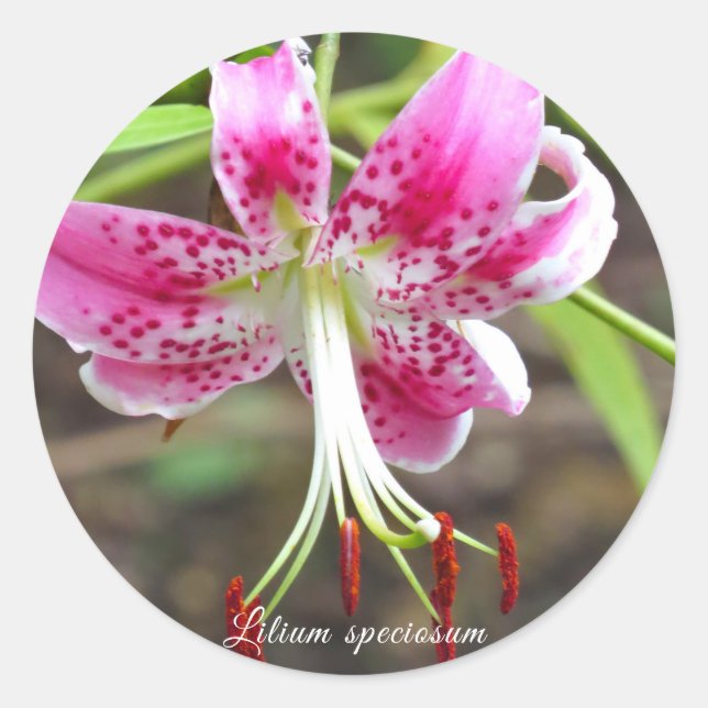 Pegatina Redonda Lilium specioal ラ ウ ド ル (Anverso)