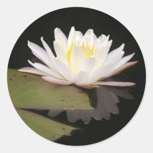 Pegatina Redonda Lillies