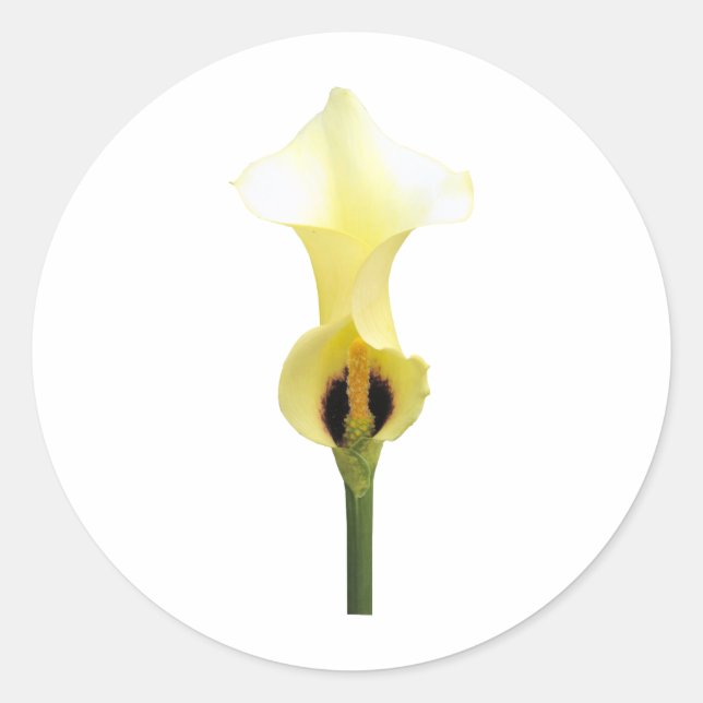 Pegatina Redonda Lily Calla (Anverso)