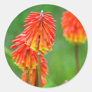 Pegatina Redonda Lily de la antorcha (Kniphofia Uvaria), Cabo Occid