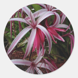 Pegatina Redonda Lily morada de la Reina Emma