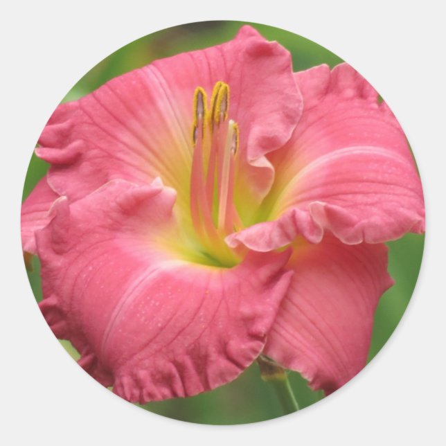 Pegatina Redonda Lily rosa - Daylily (Anverso)
