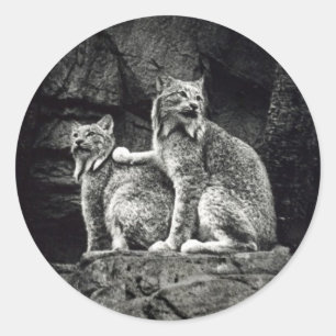 Pegatina Redonda Lince