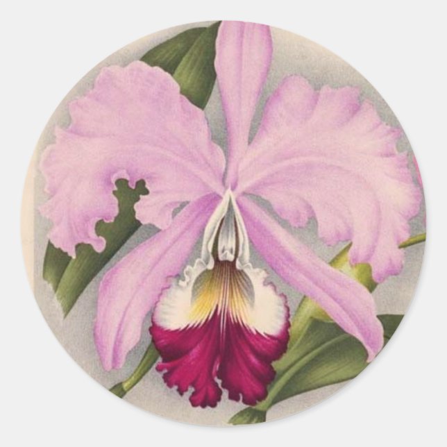 Pegatina Redonda "Linden Orchid", 1897 Botánico (Anverso)