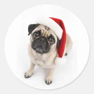 Pegatina Redonda Lindo Pug Ciervo de Navidad Gorro de Santa Ojos de
