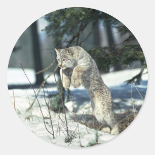 Pegatina Redonda Linx saltando, rebotando en la nieve