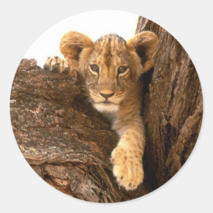 Pegatina Redonda Lion Cub