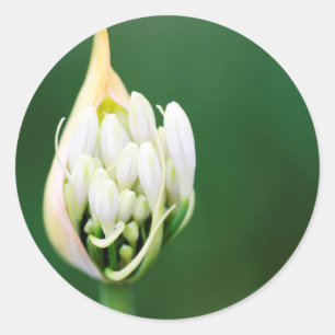 Pegatina Redonda Lirio Africano, Agapanthus Praecox, Ciudad del Cab