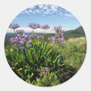 Pegatina Redonda Lirio africano (Agapanthus praecox), Mossel Bay