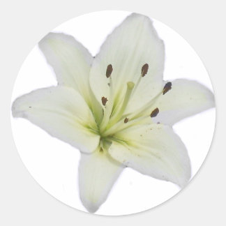Pegatina Redonda Lirio blanco
