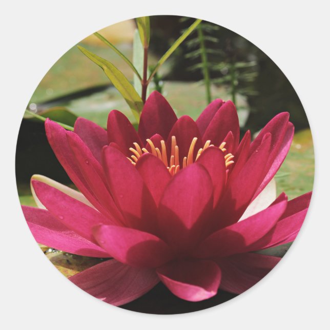 Pegatina Redonda Lirio de agua floral rosa fucsia (Anverso)