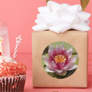 Pegatina Redonda Lirio de agua rosa