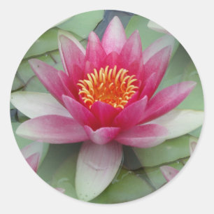 Pegatina Redonda Lirio de agua rosa Lotus