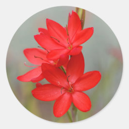 Pegatina Redonda Lirio de Kaffir / Lirio de río / Hesperantha Cocci