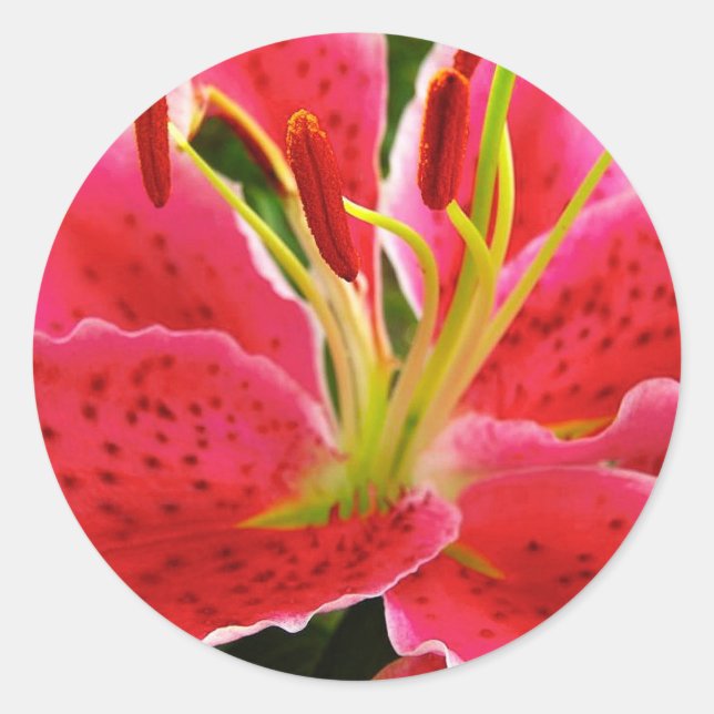 Pegatina Redonda Lirio del Gazer de la estrella (Anverso)