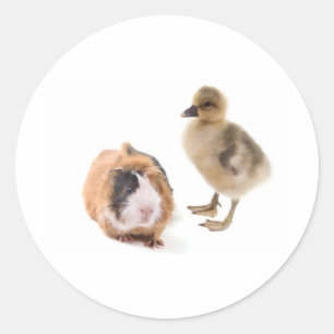Pegatina Redonda little goose and guinea pig