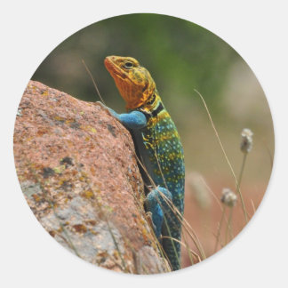 Pegatina Redonda Lizard colorido