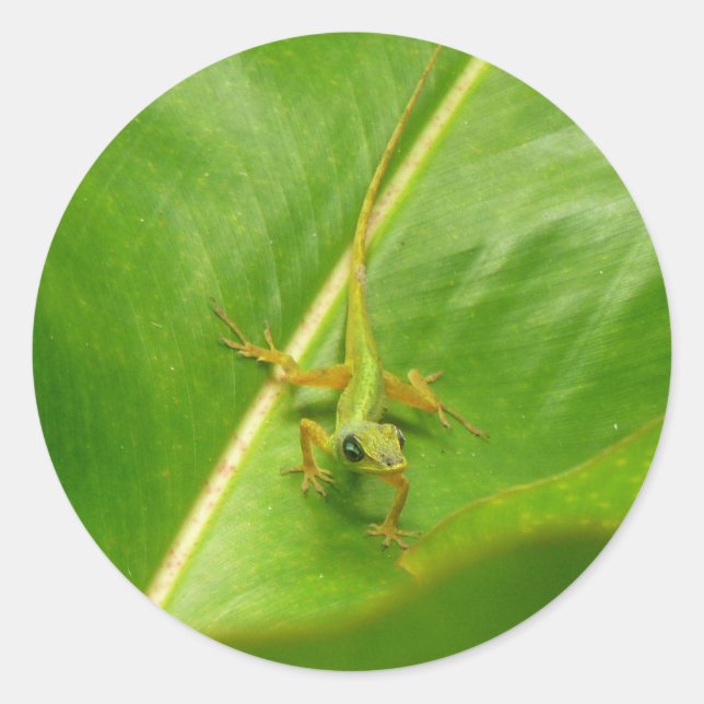 Pegatina Redonda Lizard verde sobre la hoja verde (Anverso)