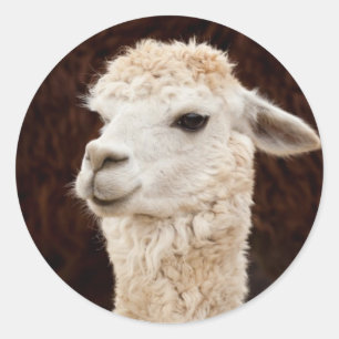 Pegatina Redonda Llama blanca