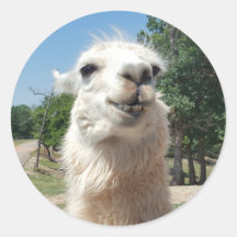 Llama feliz