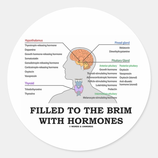 Pegatina Redonda Llenado Al Brim Con Hormonas (Anatomía) (Anverso)