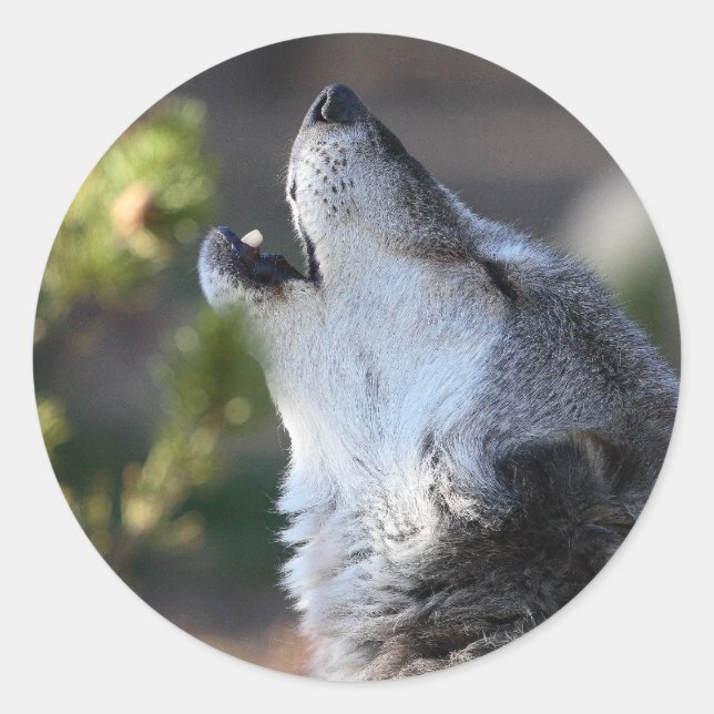 Pegatina Redonda lobo (Anverso)
