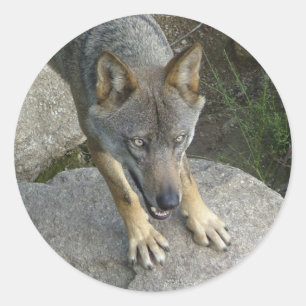 Pegatina Redonda Lobo gris europeo