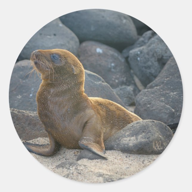 Pegatina Redonda Lobo Marino de Galápagos (Anverso)