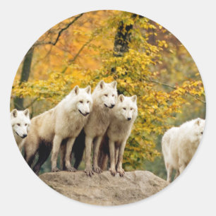 Pegatina Redonda Lobos blancos de Alaska en el bosque