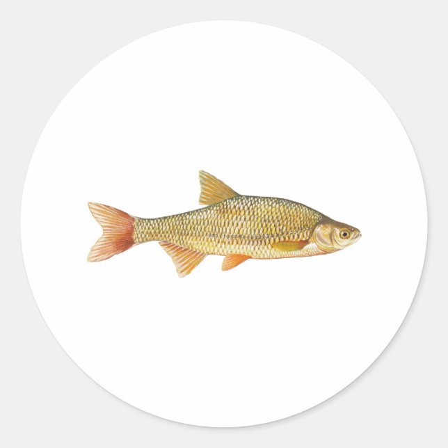 Pegatina Redonda Logo de Golden Shiner (Anverso)