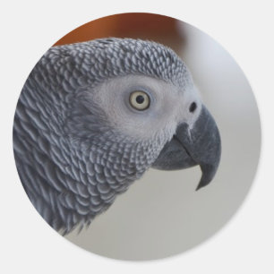 Pegatina Redonda Loro gris africano majestuoso
