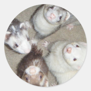 Pegatina Redonda ¡Los 4 Ferrets!
