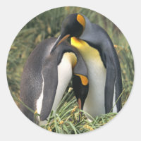 Los amantes de los pingüinos del rey