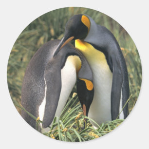 Pegatina Redonda Los amantes de los pingüinos del rey